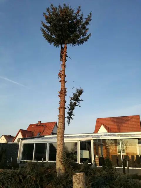 Fichte direkt neben einem Wintergarten, ein abgesägter Ast fällt kontrolliert herab