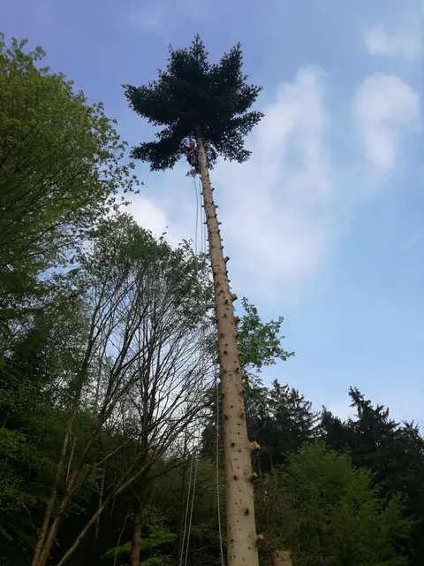 Hohe Fichte am Waldrand, der Stamm bis zur Krone entastet