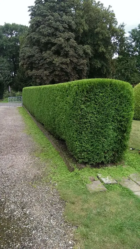 Dichte Thujahecke, frisch geschnitten, mit gerader Kante neben einem Kiesweg