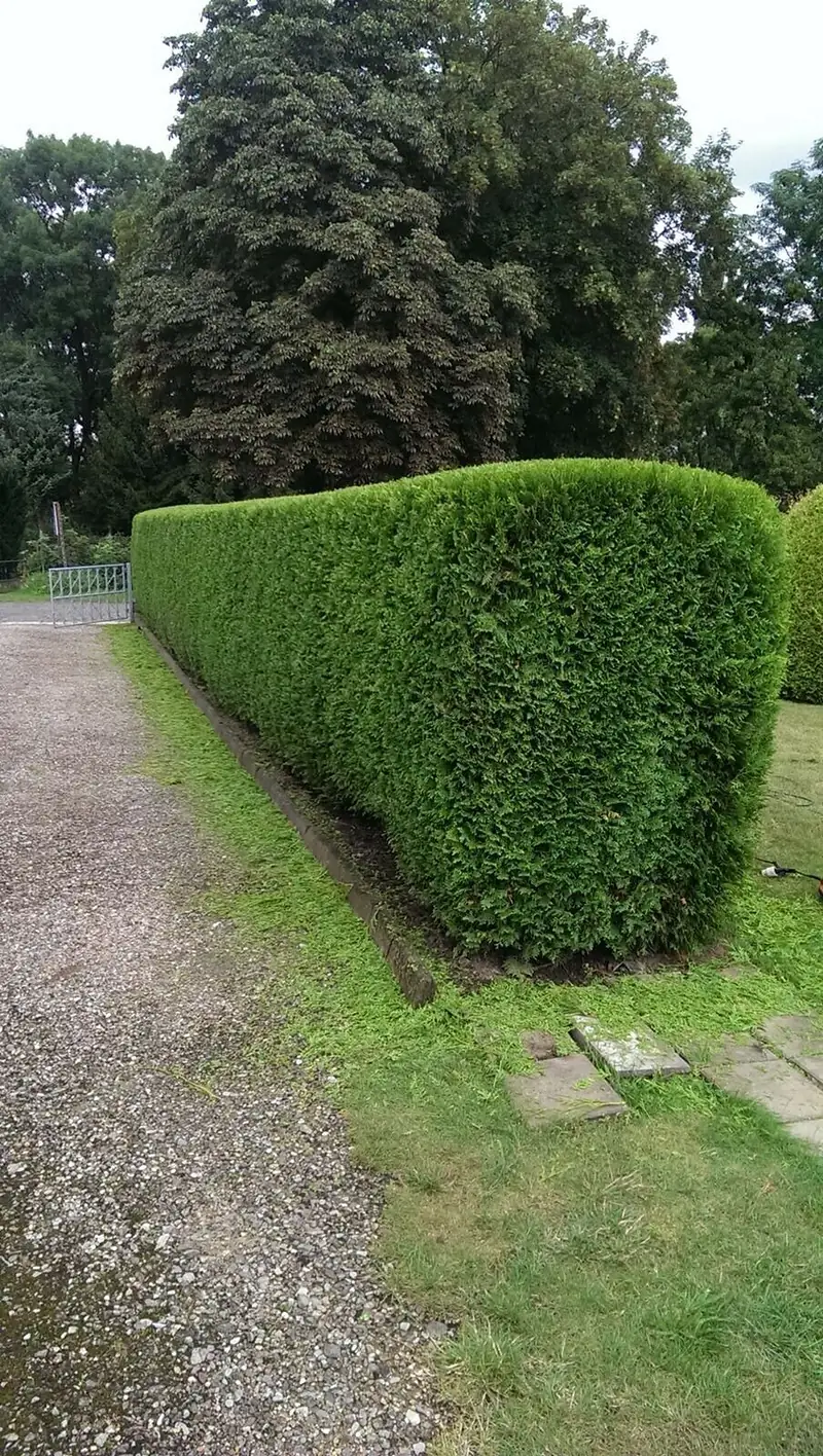 Dichte Thujahecke, frisch geschnitten, mit gerader Kante